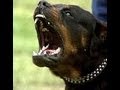 Rapina in banca, rottweiler contro i Carabinieri